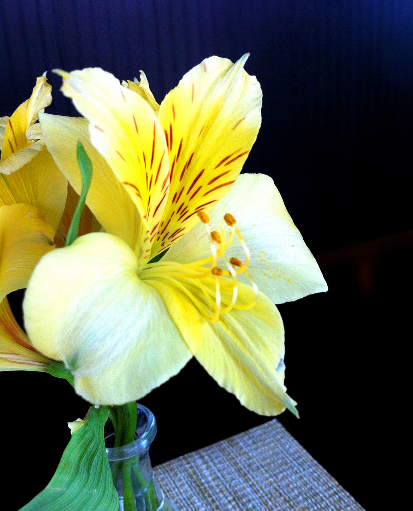 آلسترومریا, Parrot lily, Lily of the Incas, Princess lily,parrotlily, parrot flower, red parrot beak